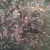 Luxury Meteorus Night Rose Granite