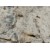 Petrous White Granite Quarried In India White