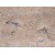  China Beige Variegation Travertine