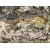 Brazil  Multicolor Mascalzone  Granite