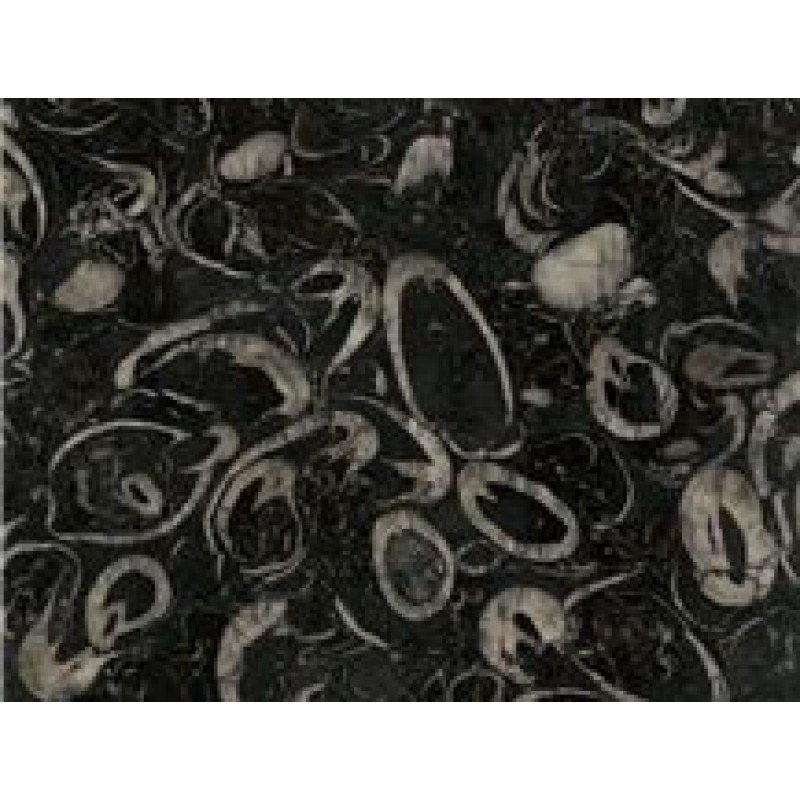 Sea Shell Marble Quarried In China Black