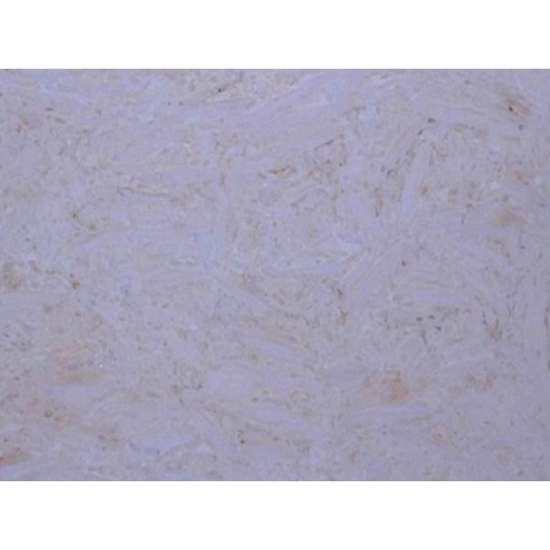 Egypt White Perlato Bianco Marble